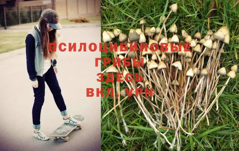 Псилоцибиновые грибы Magic Shrooms  Киржач 